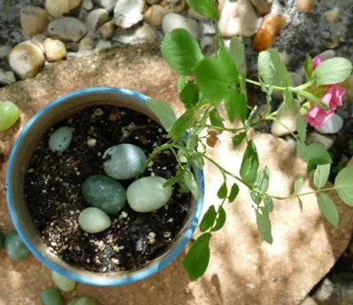 Clearance - Jade Eggs and Balls for Plant Health and Wellness - Set of 13