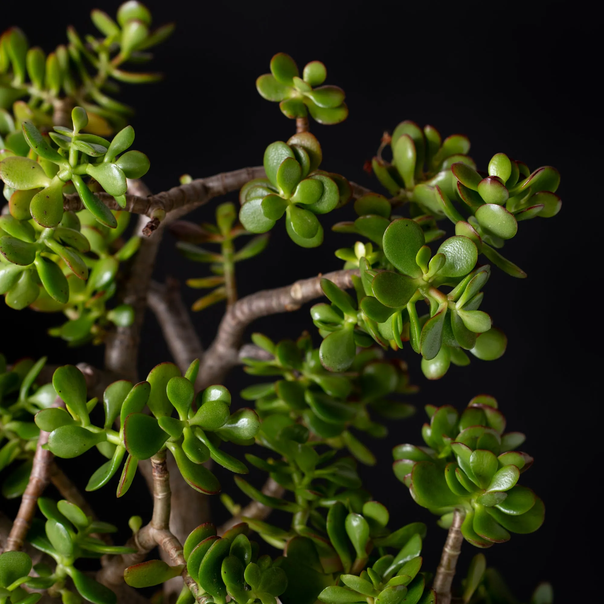 Jade Tree Large