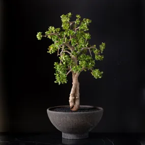 Jade Tree Large