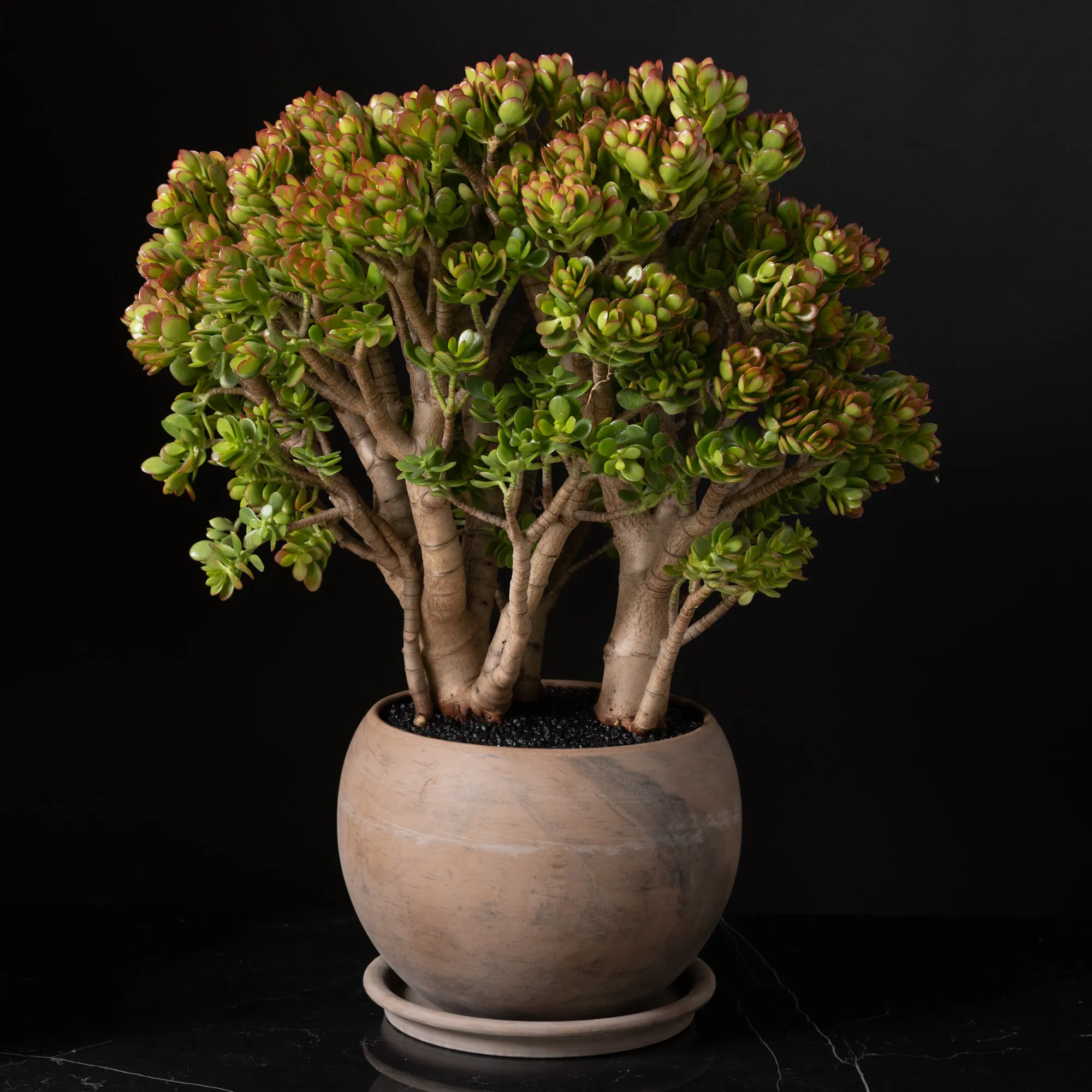 Jade Tree Large